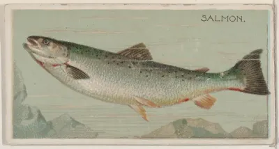 Salmon, from the series Fishers and Fish (N74) for Duke brand cigarettes