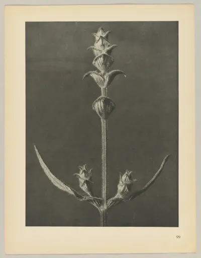 Salvia
