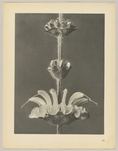 Salvia argentea