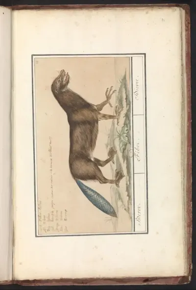 Samengesteld preparaat met de staart van een bever