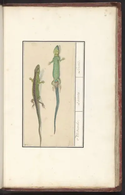 Sand Lizard (Lacerta agilis)