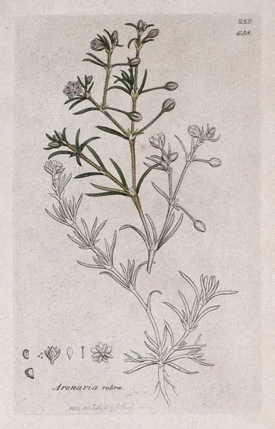 Sand spurrey (Spergularia rubra): flowering stem and floral segments