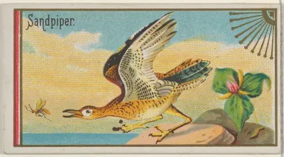 Sandpiper, from the Game Birds series (N13) for Allen & Ginter Cigarettes Brands