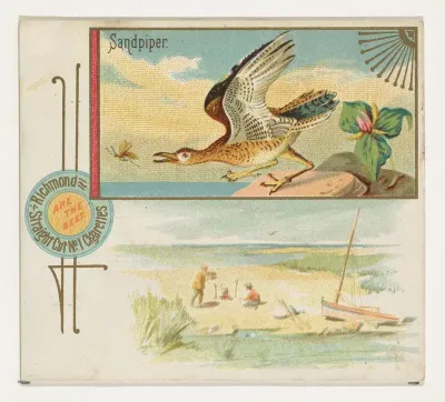 Sandpiper, from the Game Birds series (N40) for Allen & Ginter Cigarettes