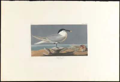 Sandwich Tern