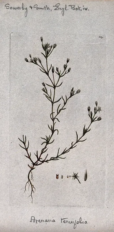 Sandwort (Arenaria tenuifolia): entire flowering plant and floral segments