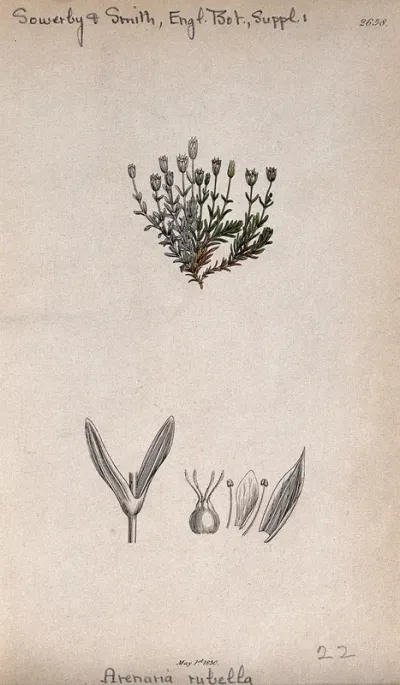 Sandwort (Arenaria verna): flowering stem and floral segments