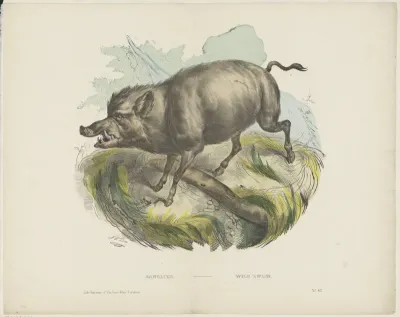 Sanglier / Wild zwijn