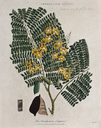 Sappanwood tree (Caesalpinia sappan): flowering branch, pod and thorns