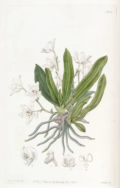 Sarcochilus falcatus