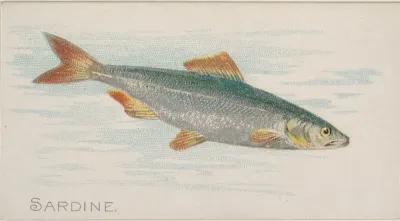Sardine, from the Fish from American Waters series (N8) for Allen & Ginter Cigarettes Brands