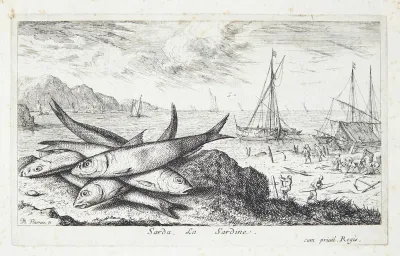 Sardinen (Sarda)
