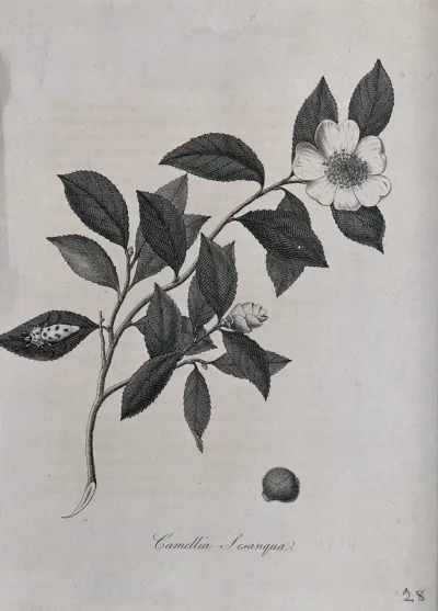 Sasanqua camellia plant (Camellia sasanqua): flowering stem and nut