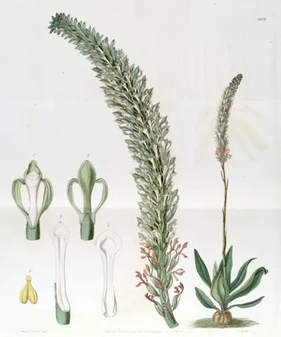 Sauroglossum nitidum (as syn. Sauroglossum elatum)