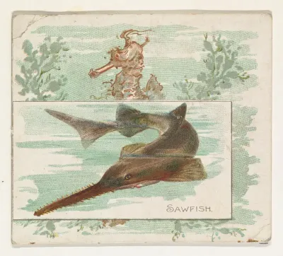 Sawfish, from Fish from American Waters series (N39) for Allen & Ginter Cigarettes