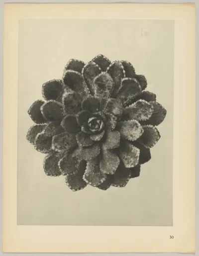 Saxifraga aizoon