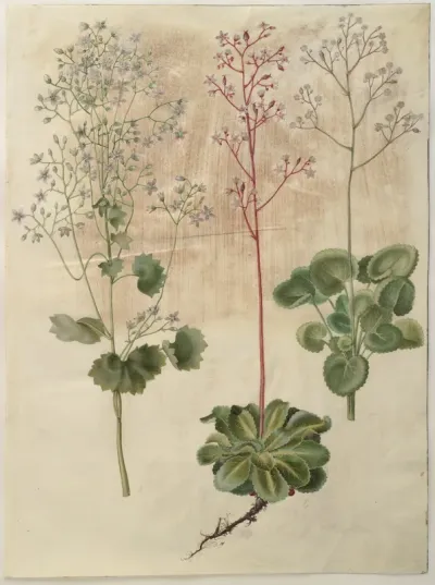 Saxifraga rotundifolia (rundbladet stenbræk); Saxifraga umbrosa (skygge-stenbræk); Saxifraga geum (porcelænsblomst)