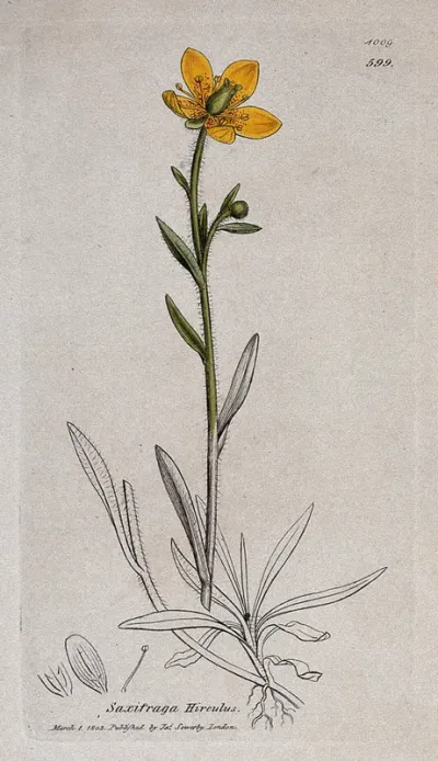 Saxifrage or rockfoil (Saxifraga hirculus): flowering stem and floral segments