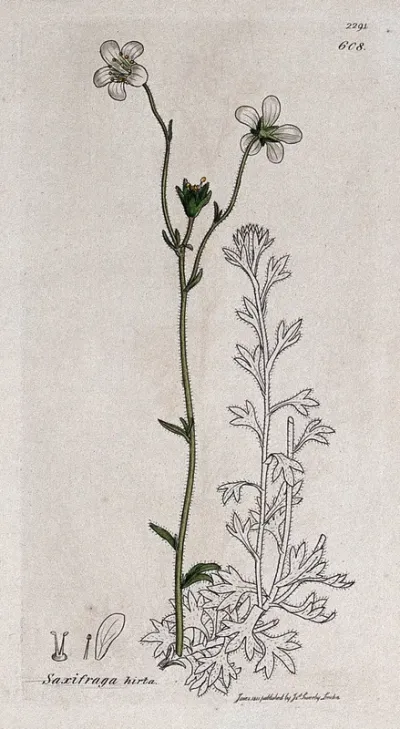 Saxifrage or rockfoil (Saxifraga hirta): flowering stem and floral segments