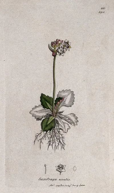 Saxifrage or rockfoil (Saxifraga nivalis): flowering plant and floral segments