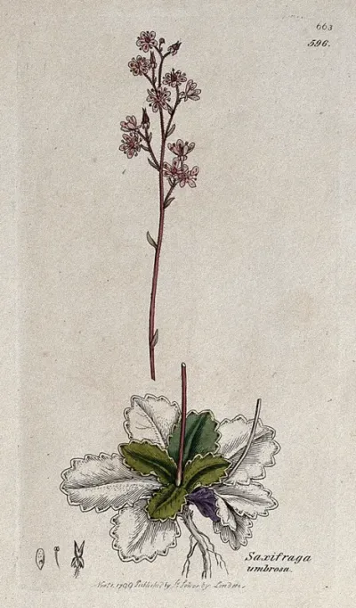 Saxifrage or rockfoil (Saxifraga umbrosa): flowering plant and floral segments