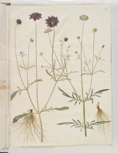 Scabiosa atropurpurea (enkeblomst); Scabiosa columbaria (due-skabiose)