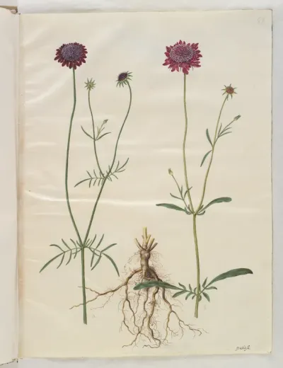 Scabiosa atropurpurea (enkeblomst)