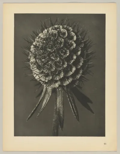 Scabiosa columbaria