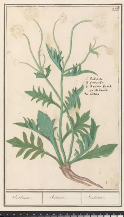 Scabiosa of Knautia
