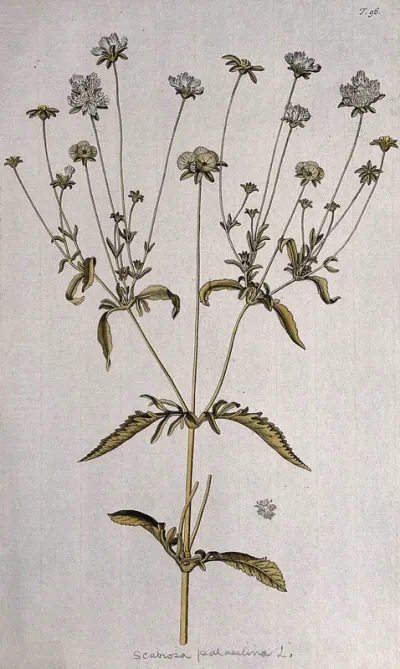Scabious (Scabiosa palaestina L.): flowering stem and separate flower