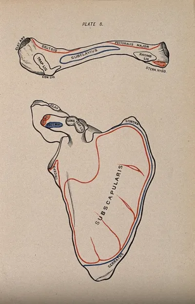 Scapula and clavicle bones: two figures, anterior view