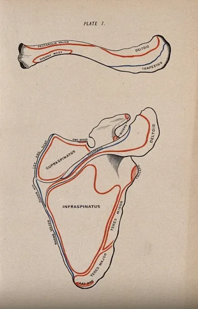 Scapula and clavicle bones: two figures, posterior view