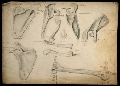 Scapula, sternum, clavicles and humerus