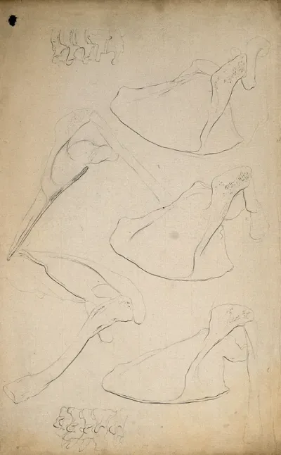 Scapulae and vertebrae