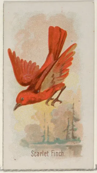 Scarlet Finch, from the Song Birds of the World series (N23) for Allen & Ginter Cigarettes