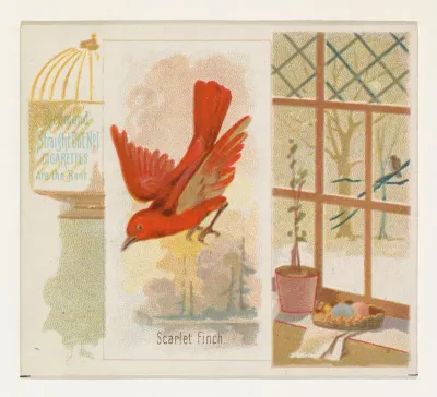 Scarlet Finch, from the Song Birds of the World series (N42) for Allen & Ginter Cigarettes