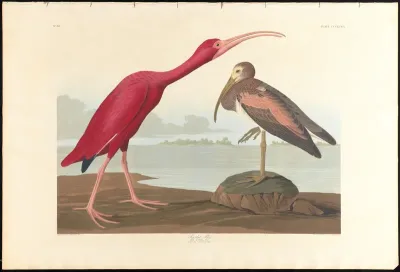 Scarlet Ibis