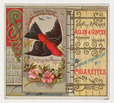 Scarlet Tanager, from the Birds of America series (N37) for Allen & Ginter Cigarettes
