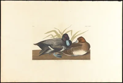 Scaup Duck