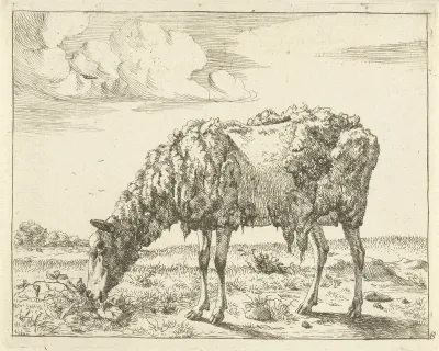 Schaap