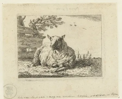 Schaap bij een hek