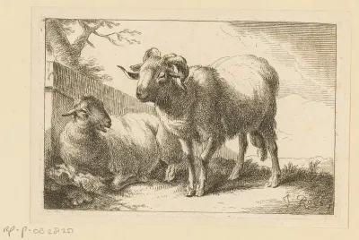 Schaap en een ram