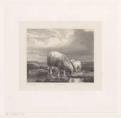 Schaap en lam