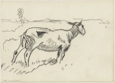 Schaap in een weide