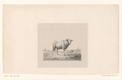 Schaap in een weiland