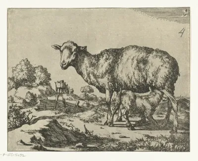 Schaap met drinkend lam