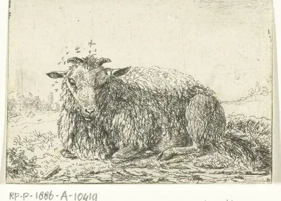 Schaap met vliegen