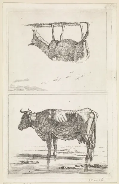 Schaap naar rechts / Staande koe in het water