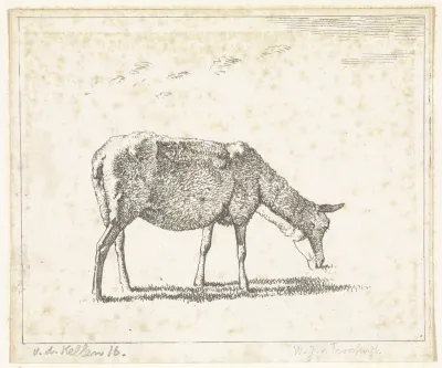 Schaap naar rechts