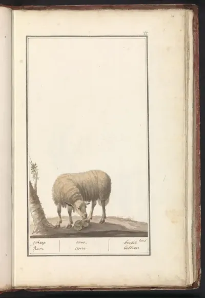 Schaap (Ovis aries)